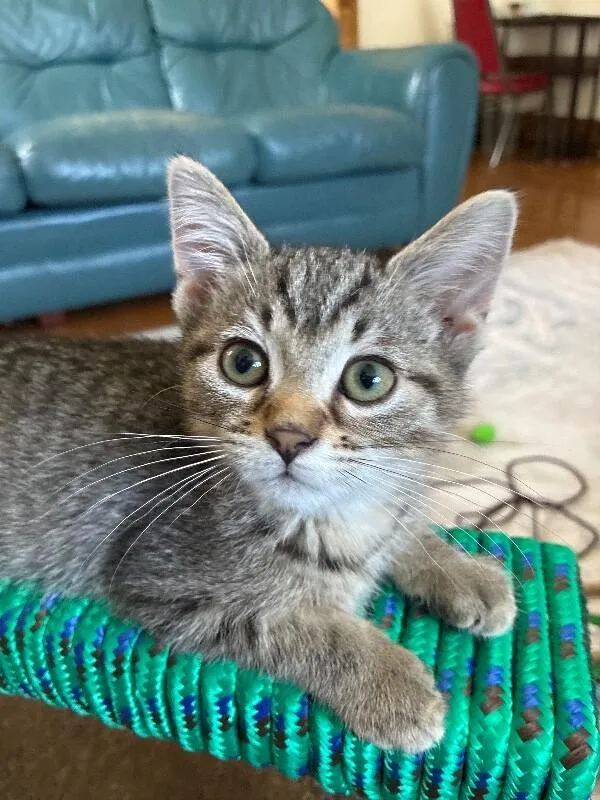 A young medium-sized female Tabby (Brown / Chocolate) Domestic Short Hair cat named Noodle for adoption in Adrian, MI
