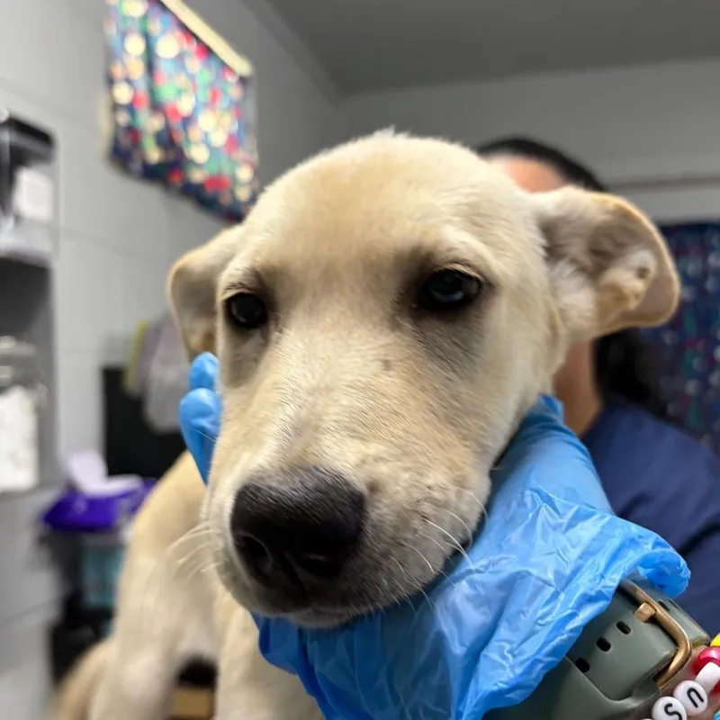 A baby medium-sized female Yellow / Tan / Blond / Fawn Mixed Breed dog named Millie for adoption in Summerville, SC