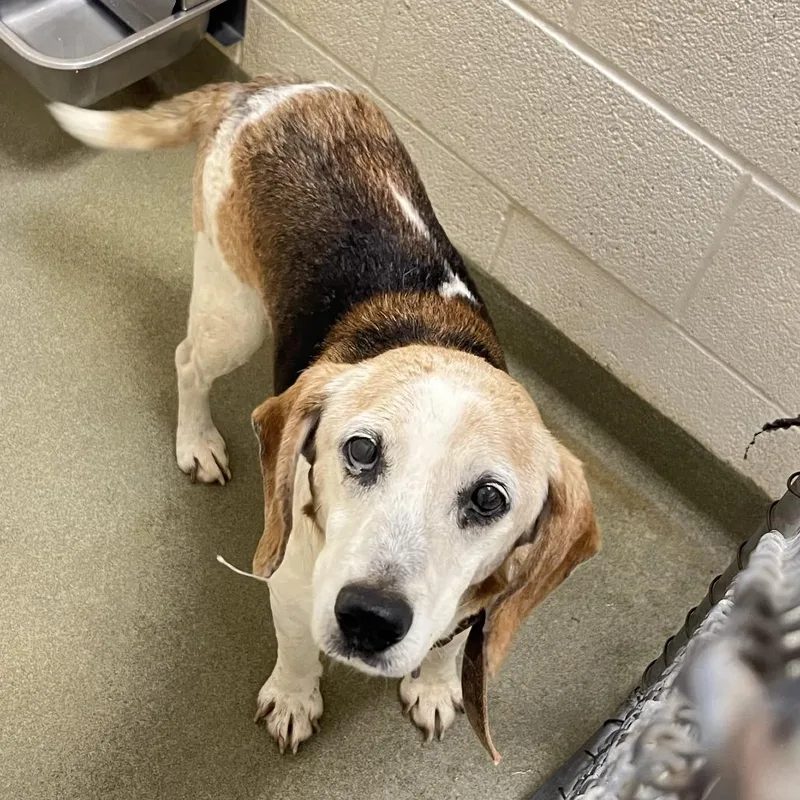 A senior medium-sized male Apricot / Beige Beagle dog named Koda for adoption in Harrisonburg, VA