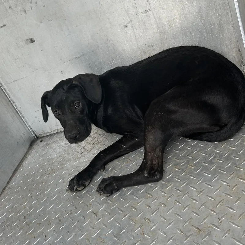 An adult medium-sized female Pit Bull Terrier dog named Irina for adoption in Greensboro, NC