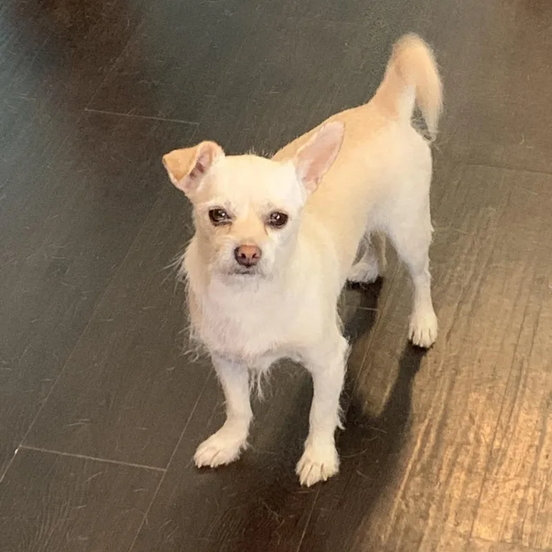 An adult small-sized male Yellow / Tan / Blond / Fawn Terrier dog named Jack for adoption in Casa Grande, AZ