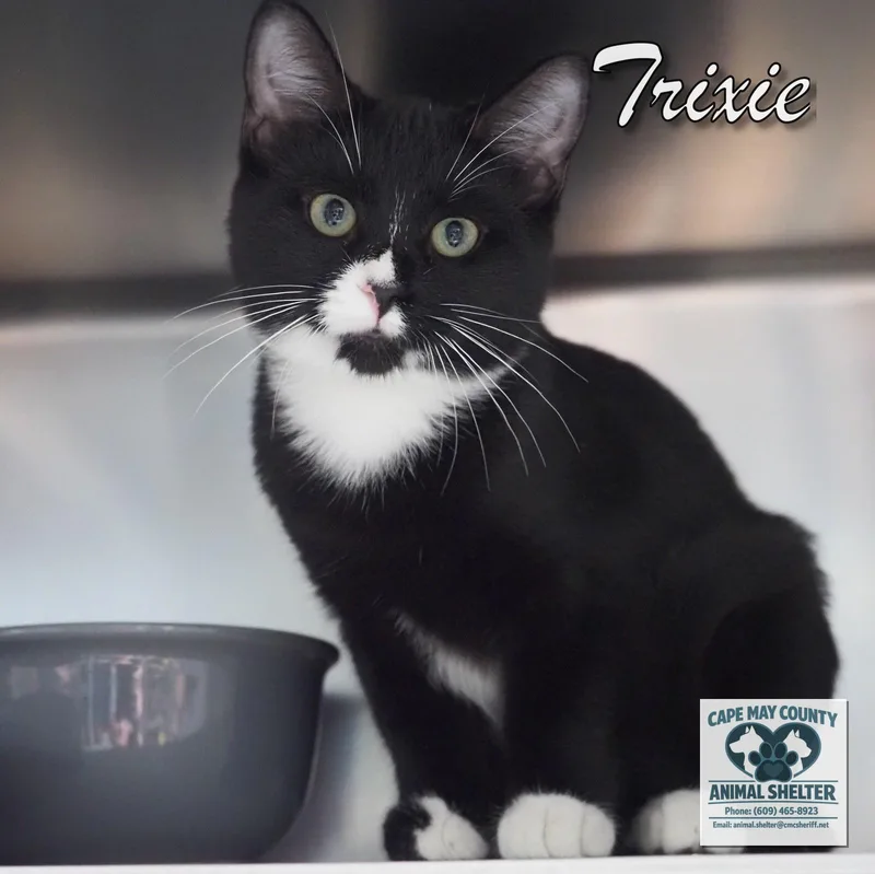 A young medium-sized female Black & White / Tuxedo Domestic Short Hair cat named Trixie for adoption in Cape May Court House, NJ