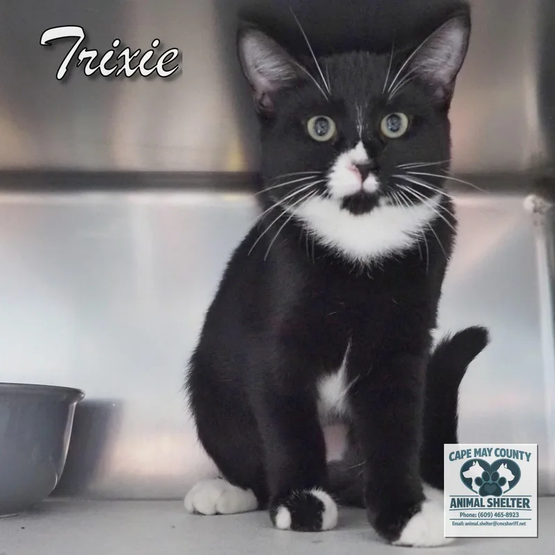 Trixie thumbnail 3