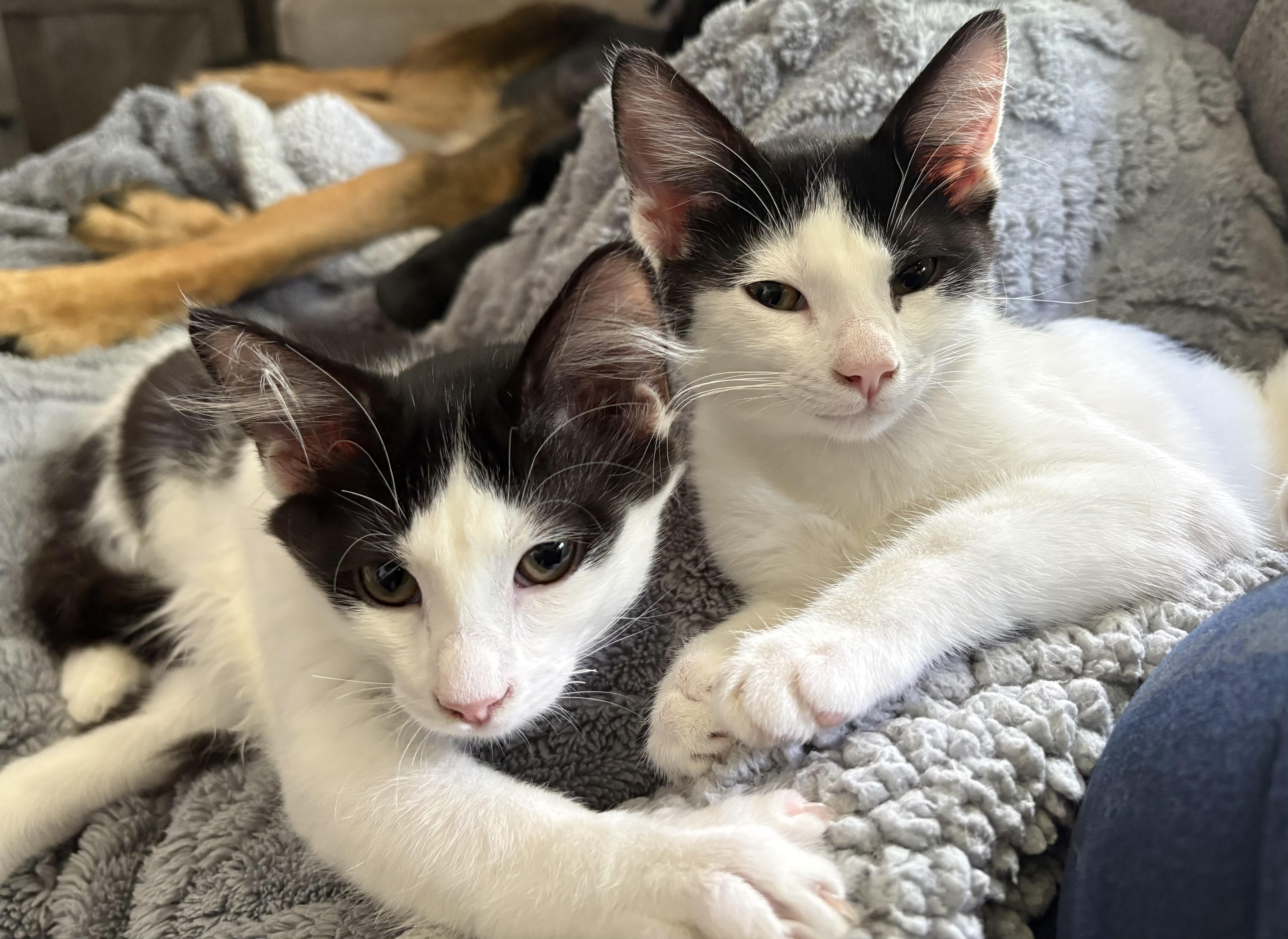 A baby medium-sized male Black & White / Tuxedo Domestic Short Hair cat named Jaq for adoption in Grayslake, IL