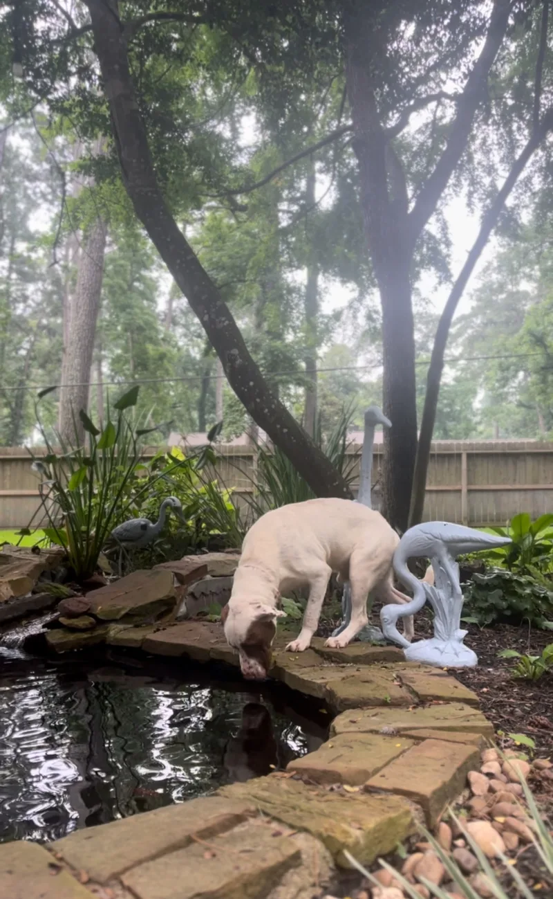 An adult large-sized male English Pointer dog named Boris for adoption in Humble, TX