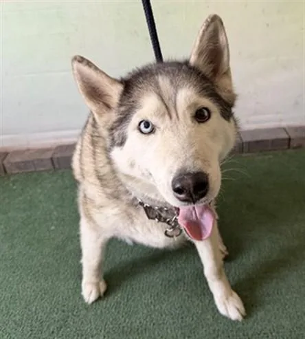 An adult medium-sized female Siberian Husky dog named Kira for adoption in Baldwin Park, CA