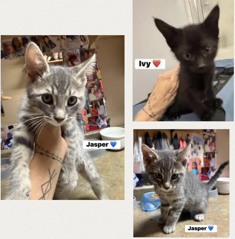 A baby medium-sized female Black Domestic Short Hair cat named Ivy And Jasper for adoption in Turnersville, NJ