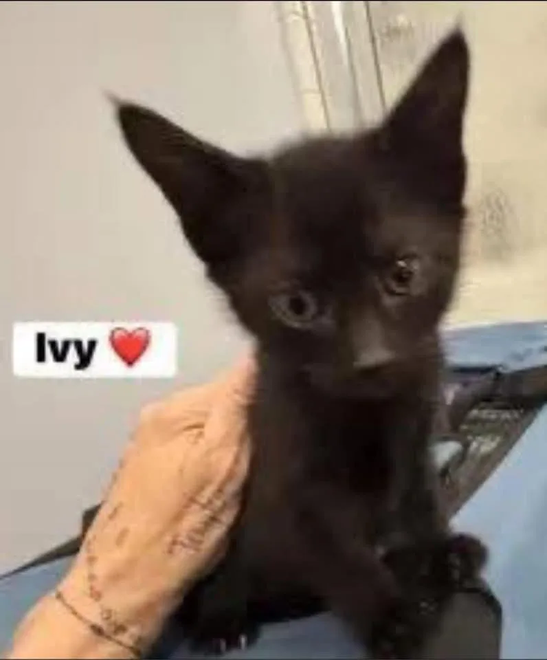 Ivy And Jasper thumbnail 2