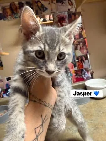 Ivy And Jasper thumbnail 3