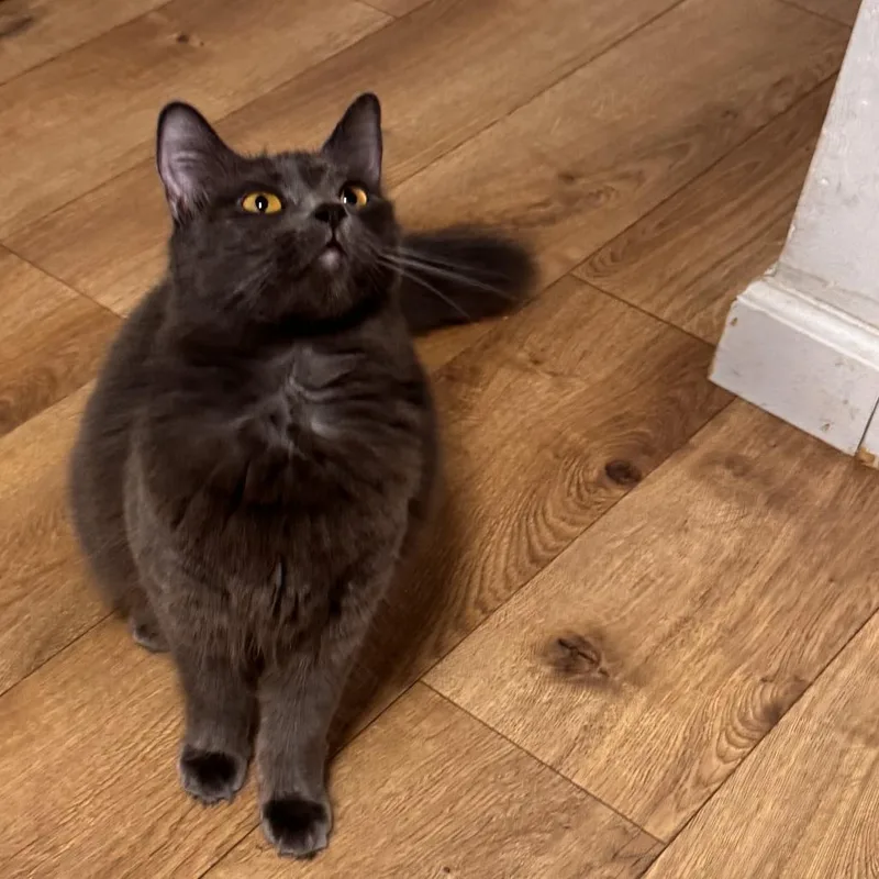 A young small-sized female Gray / Blue / Silver Domestic Medium Hair cat named Liberty for adoption in Pleasanton, CA