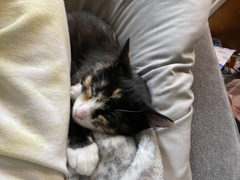 A young medium-sized female Domestic Short Hair cat named Peaches for adoption in BREINIGSVILLE, PA
