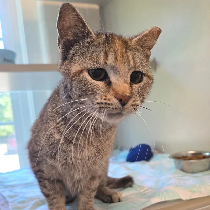 A young medium-sized female Brown / Chocolate Domestic Short Hair cat named Catrina for adoption in Gloucester, VA