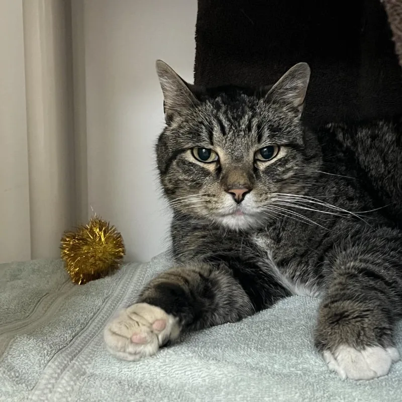 An adult large-sized male Black Domestic Short Hair cat named Martin Mclovin for adoption in Tacoma, WA