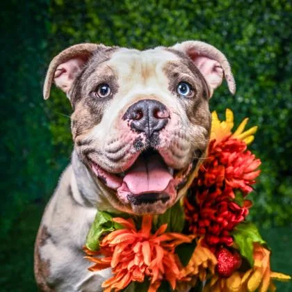 Patricio thumbnail 3