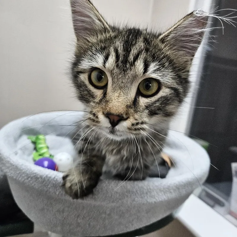 A baby medium-sized male Brown / Chocolate Domestic Short Hair cat named Otis for adoption in Lakewood, CO