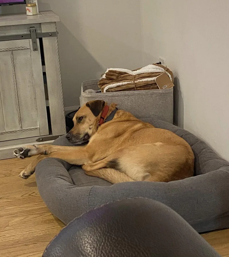 An adult medium-sized male Mixed Breed dog named Lucas for adoption in Holbrook, NY