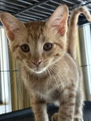 A baby small-sized male Domestic Short Hair cat named Pepperjack for adoption in New Orleans, LA