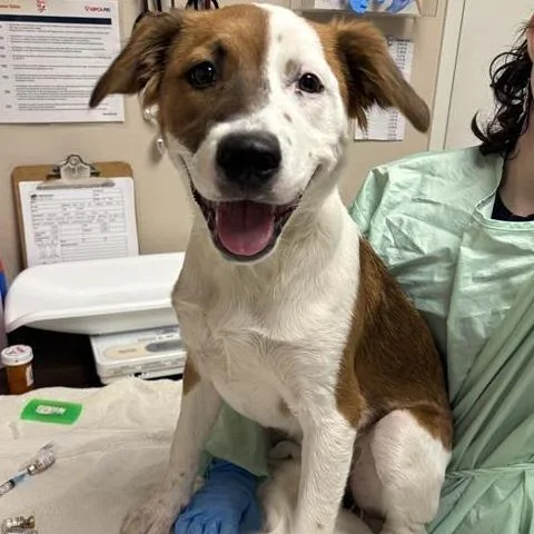 A young medium-sized female White / Cream Shepherd dog named Princess Pita for adoption in Tempe, AZ