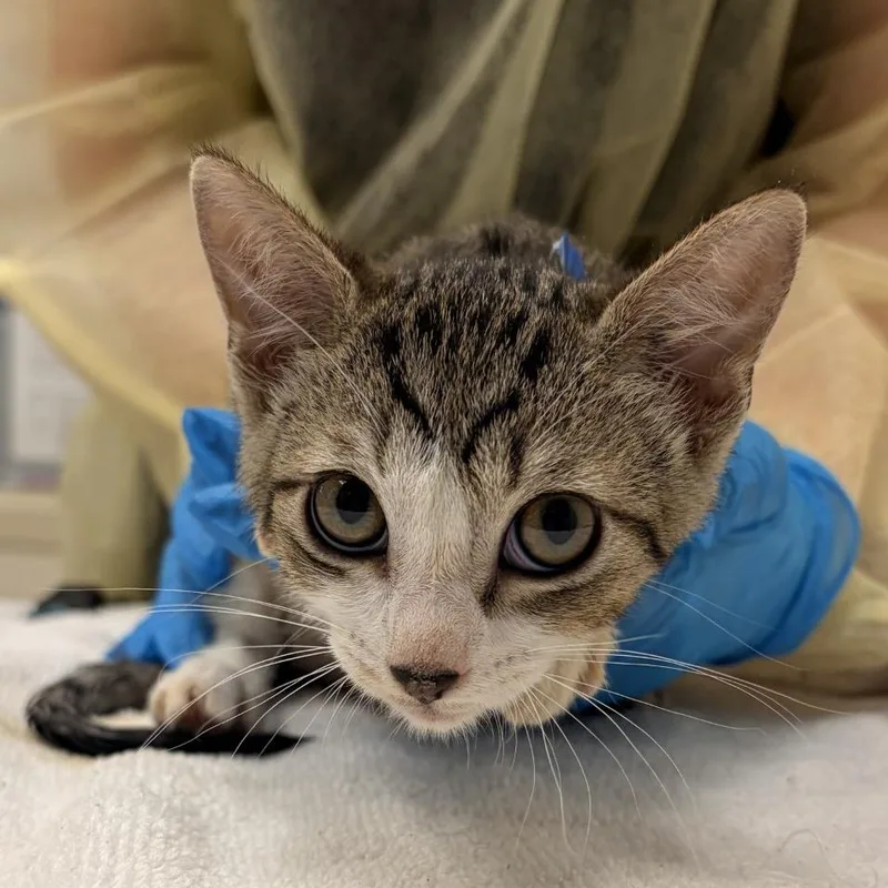 A baby small-sized male Gray / Blue / Silver Domestic Short Hair cat named Quincy for adoption in Murray, UT