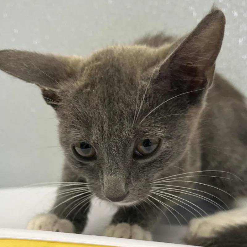 A baby small-sized male Gray / Blue / Silver Domestic Short Hair cat named Major for adoption in Tampa, FL
