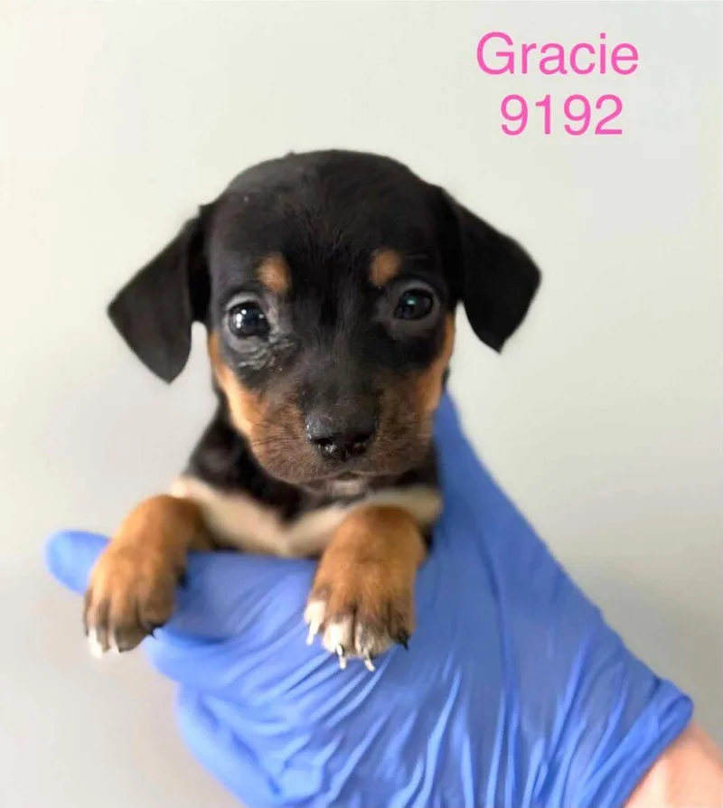 A baby medium-sized female Beagle dog named Gracie for adoption in New York, NY