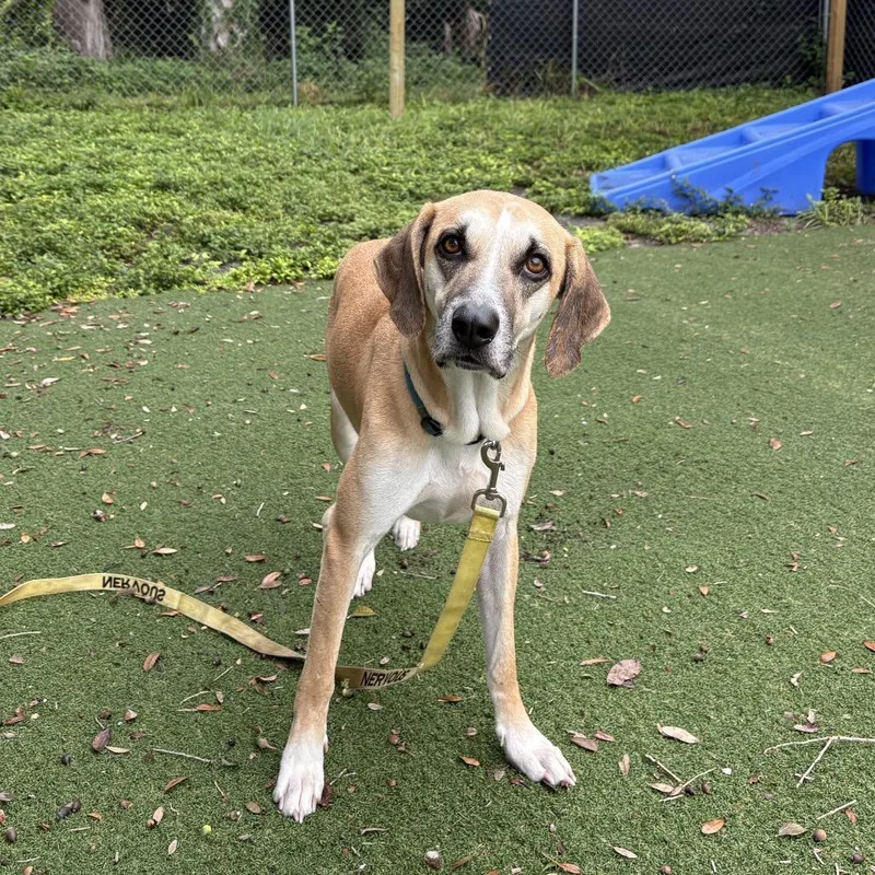 An adult medium-sized female Black Mouth Cur dog named Belle for adoption in Port Richey, FL