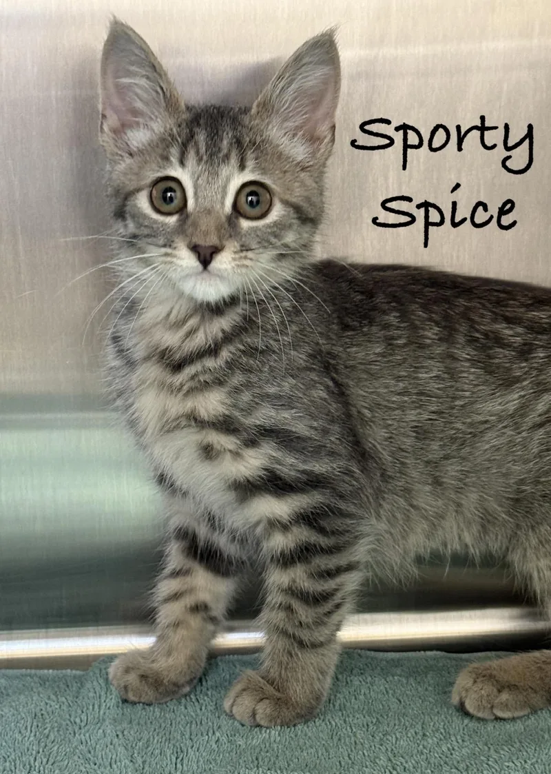 A baby medium-sized female Tabby (Gray / Blue / Silver) Domestic Short Hair cat named Sporty Spice for adoption in Pawleys Island, SC