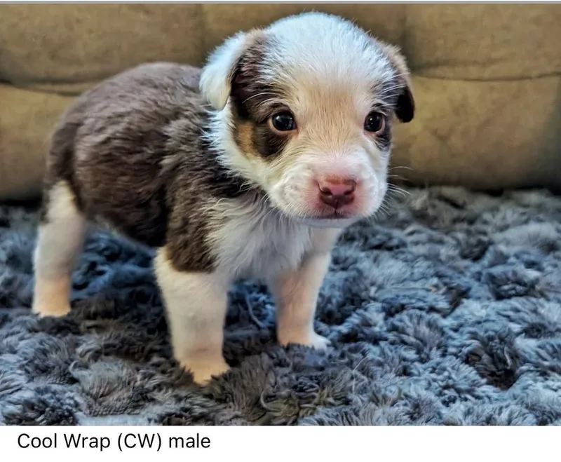 Cool Wrap ChickFilA Litter thumbnail 2