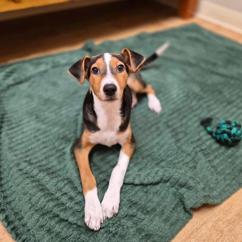 A baby small-sized female Coonhound dog named Harper for adoption in Woodstock, IL