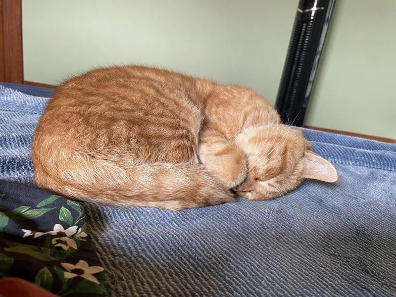 An adult medium-sized male Orange & White Domestic Short Hair cat named Sol for adoption in Oakland, CA