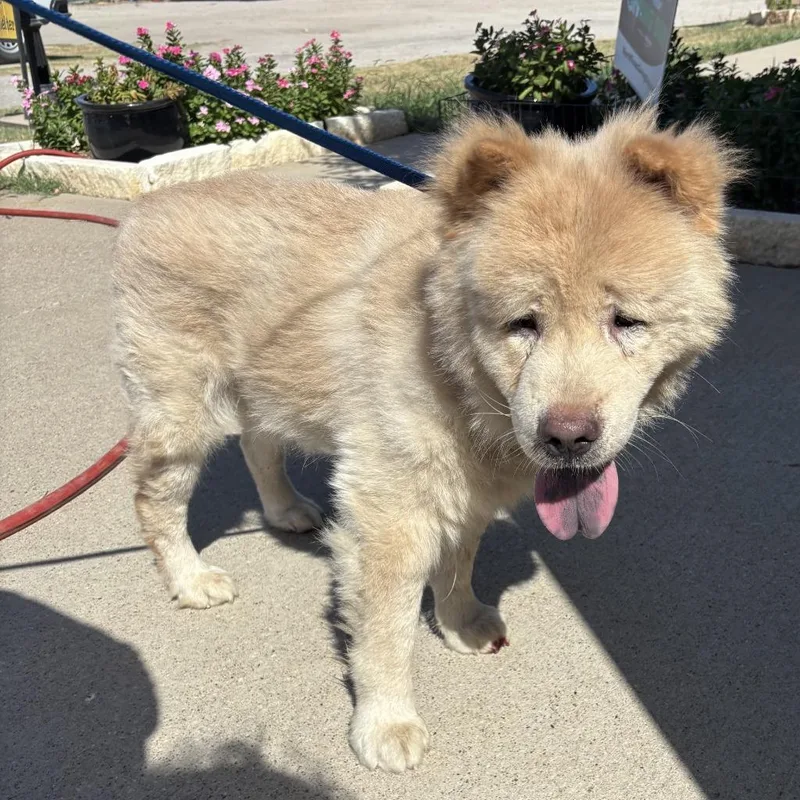 A senior medium-sized male Chow Chow dog named Fudge for adoption in Sunnyvale, TX