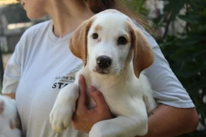 An adult small-sized male Treeing Walker Coonhound dog named Cletus for adoption in Brunswick, GA