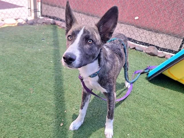 A young large-sized male Australian Cattle Dog / Blue Heeler dog named Tomato for adoption in Phoenix, AZ