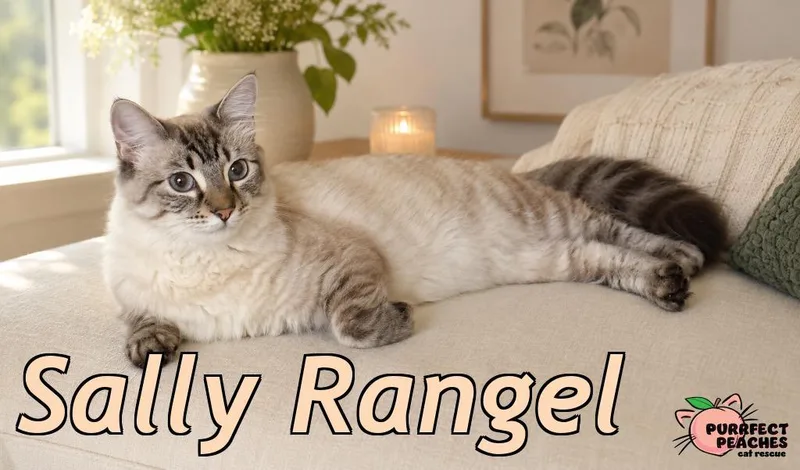 An adult medium-sized female Ragdoll cat named Sally Rangel for adoption in Douglasville, GA