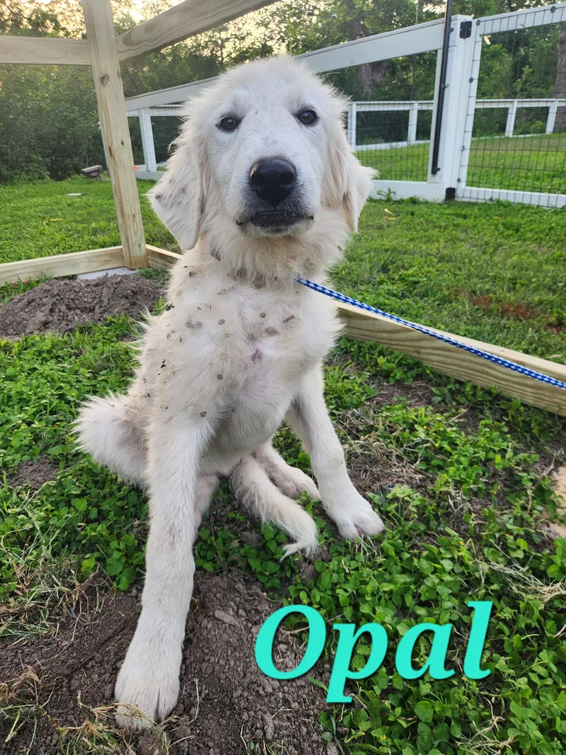 Opal