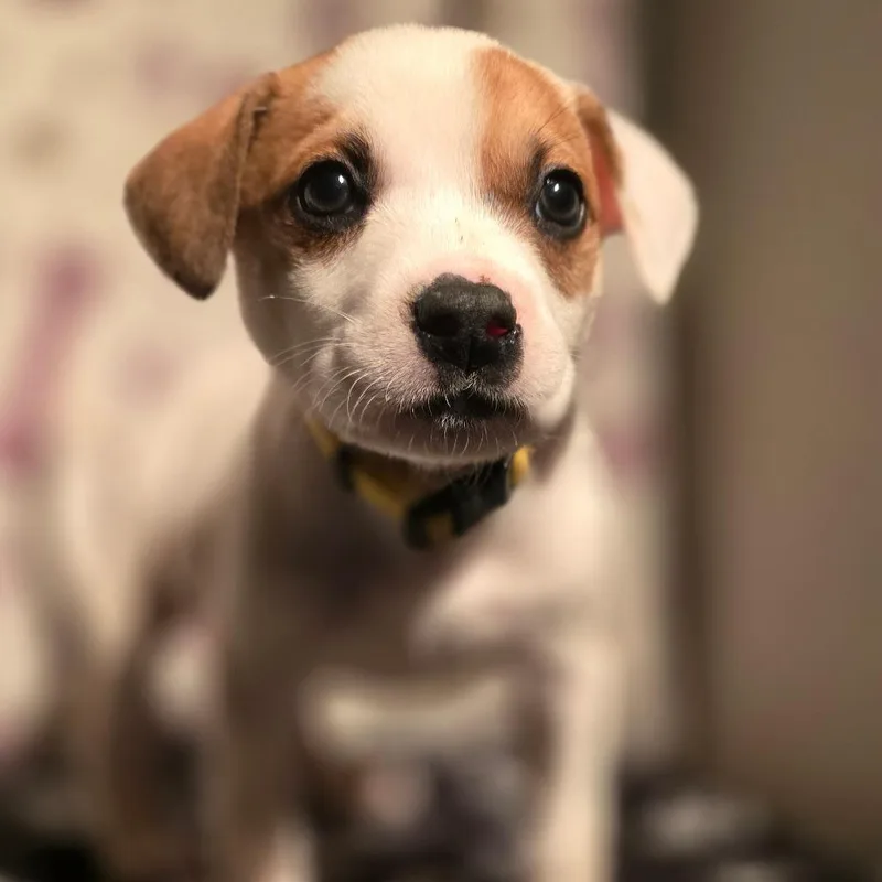 A baby medium-sized male White / Cream American Staffordshire Terrier dog named Nemo for adoption in Kissimmee, FL