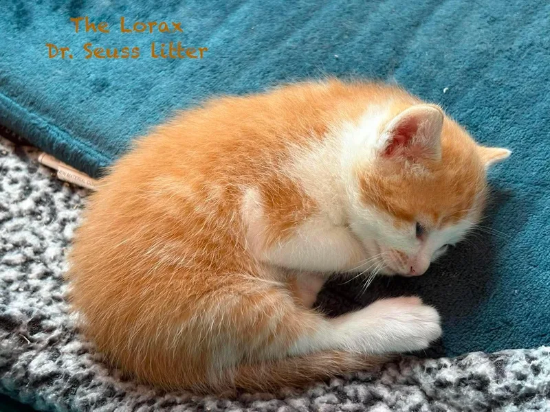 A baby medium-sized male Orange & White Domestic Short Hair cat named The Lorax for adoption in New Hartford, NY