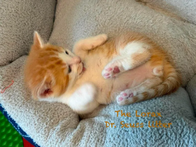 The Lorax thumbnail 2