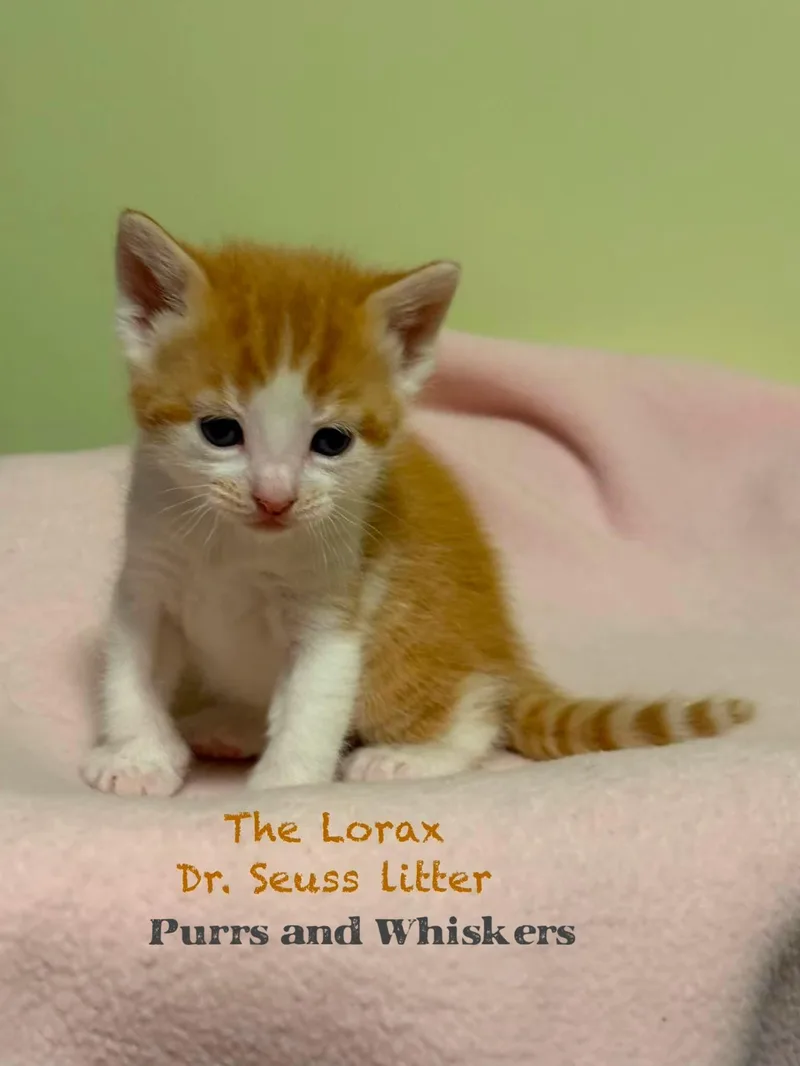 The Lorax thumbnail 3
