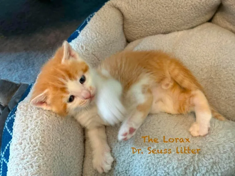 The Lorax thumbnail 4
