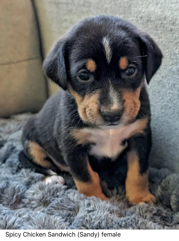A baby medium-sized female Mixed Breed dog named Spicy Chicken Sandwich Chickfila for adoption in Columbus, OH