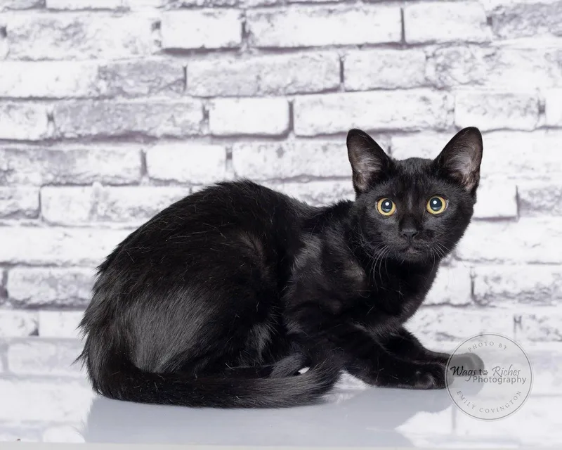 A baby medium-sized female Black Bombay cat named Bolo for adoption in Tuscaloosa, AL