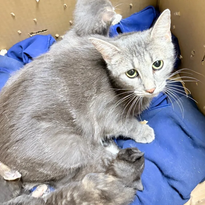 An adult small-sized female Gray / Blue / Silver Domestic Short Hair cat named Ravioli for adoption in Philadelphia, PA