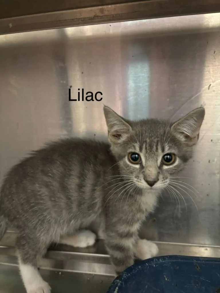 A baby small-sized female Domestic Short Hair cat named Lilac for adoption in Cambridge, MD