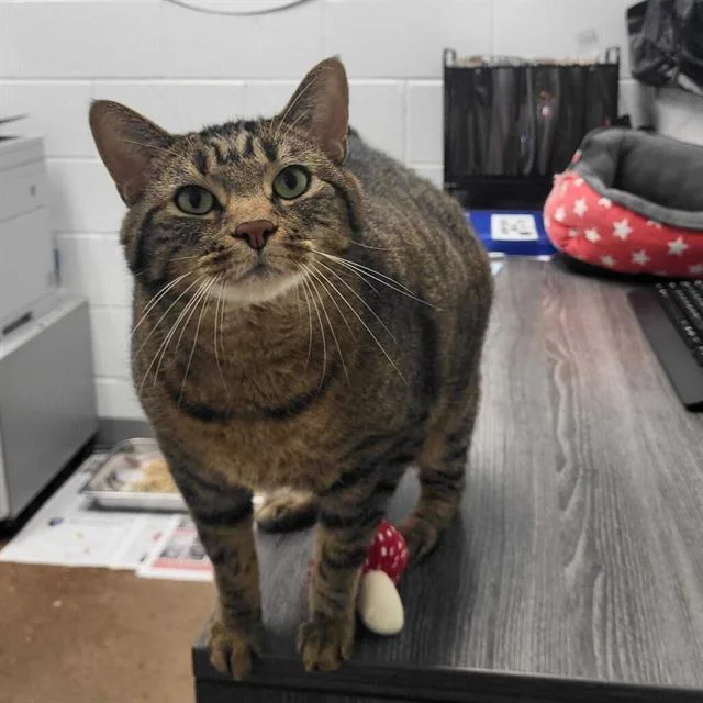 An adult small-sized male Domestic Short Hair cat named Will for adoption in Centerville, MA