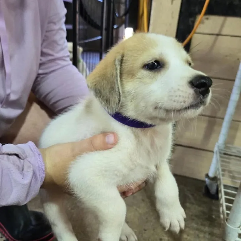 A baby small-sized female White / Cream Labrador Retriever dog named Cheerilee Arriving D for adoption in Princeton, MN