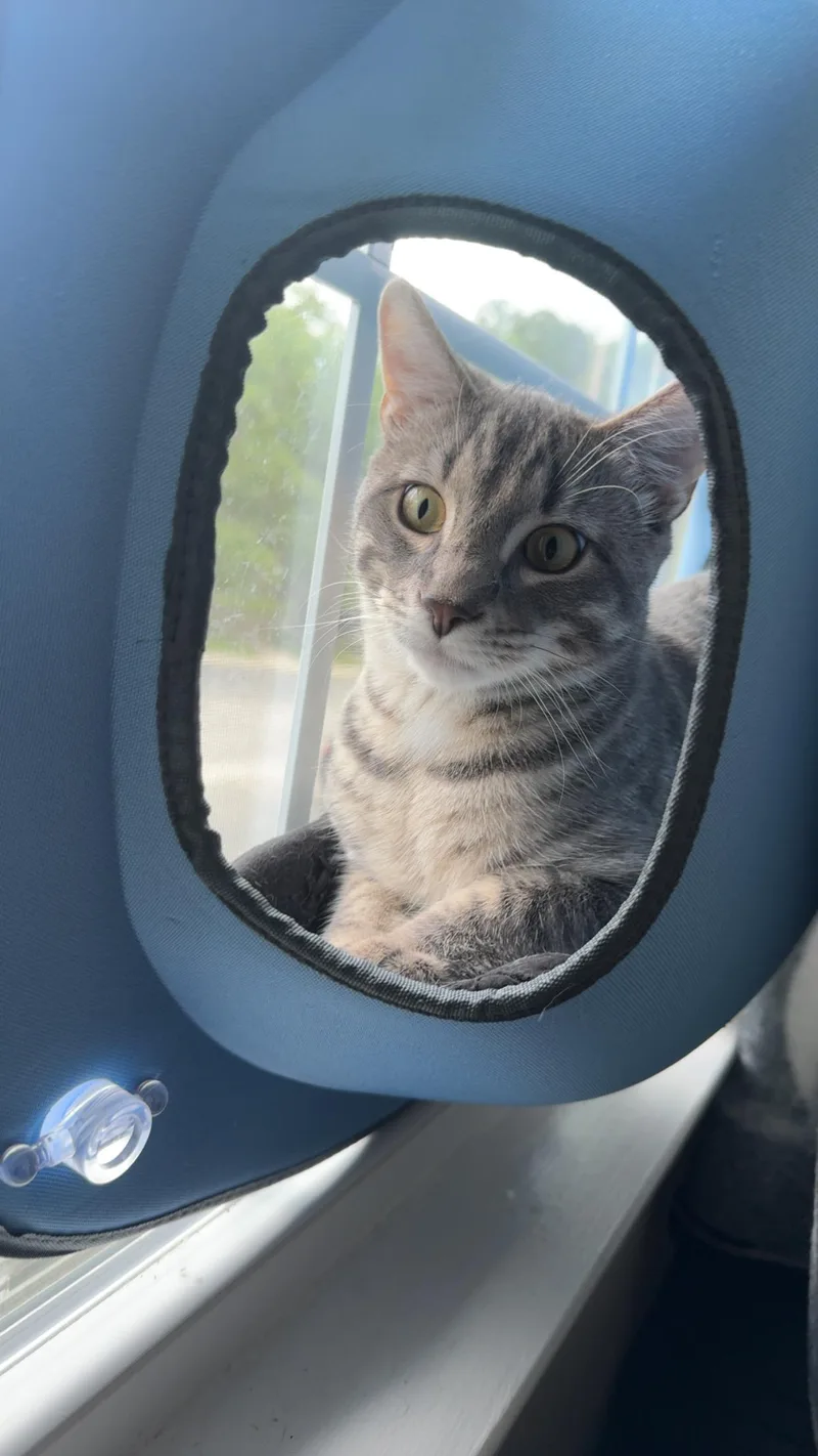 A young small-sized male Tabby (Gray / Blue / Silver) Tabby cat named Giyu for adoption in Baker, LA