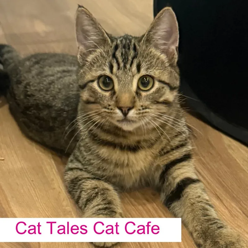 A baby small-sized male Black Domestic Short Hair cat named Chunk for adoption in Chapel Hill, NC