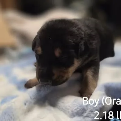 A baby medium-sized male Black German Shepherd Dog named Sebastian for adoption in Alma, WI