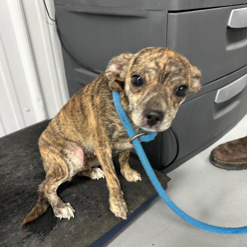A young small-sized female Chihuahua dog named Peyton for adoption in Morganfield, KY